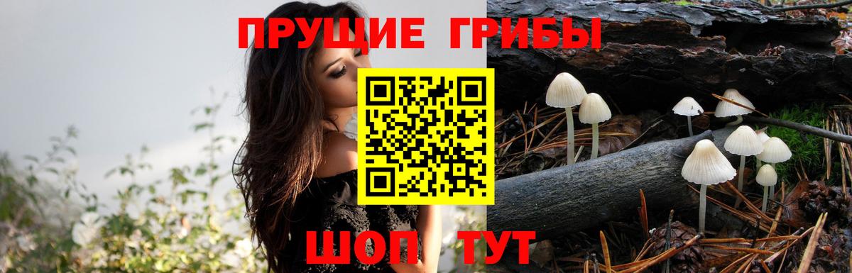 где продают   Вход с VPN  Бийск  Галлюциногенные грибы Psilocybe 